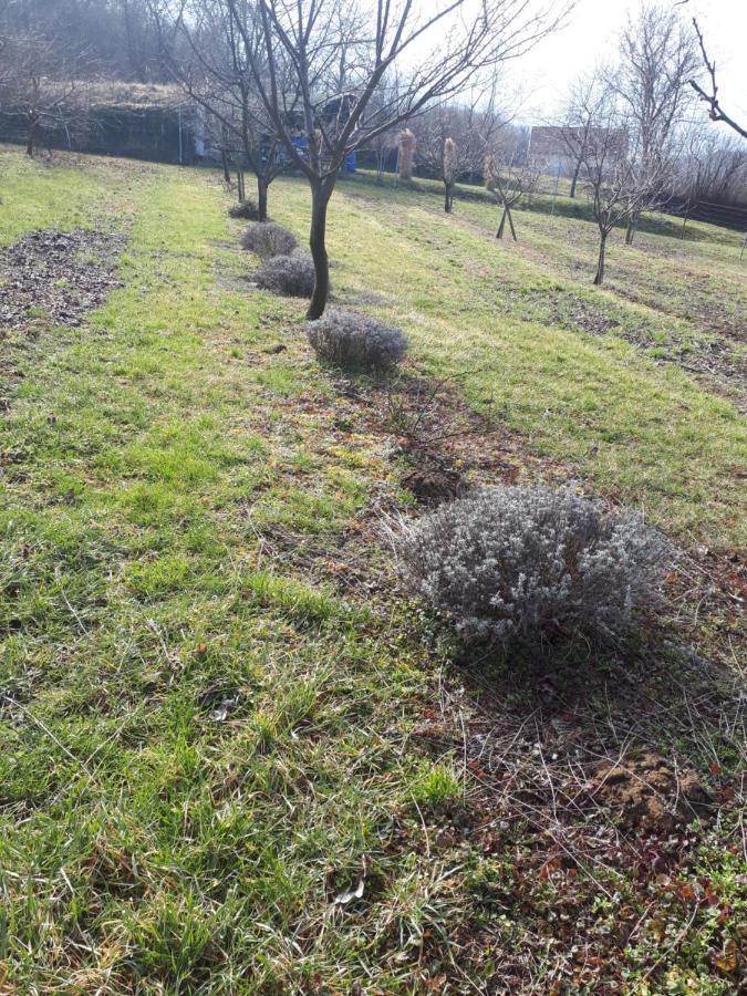 Keknefelejcs Vendeghaz Apartment Tapolca Bagian luar foto