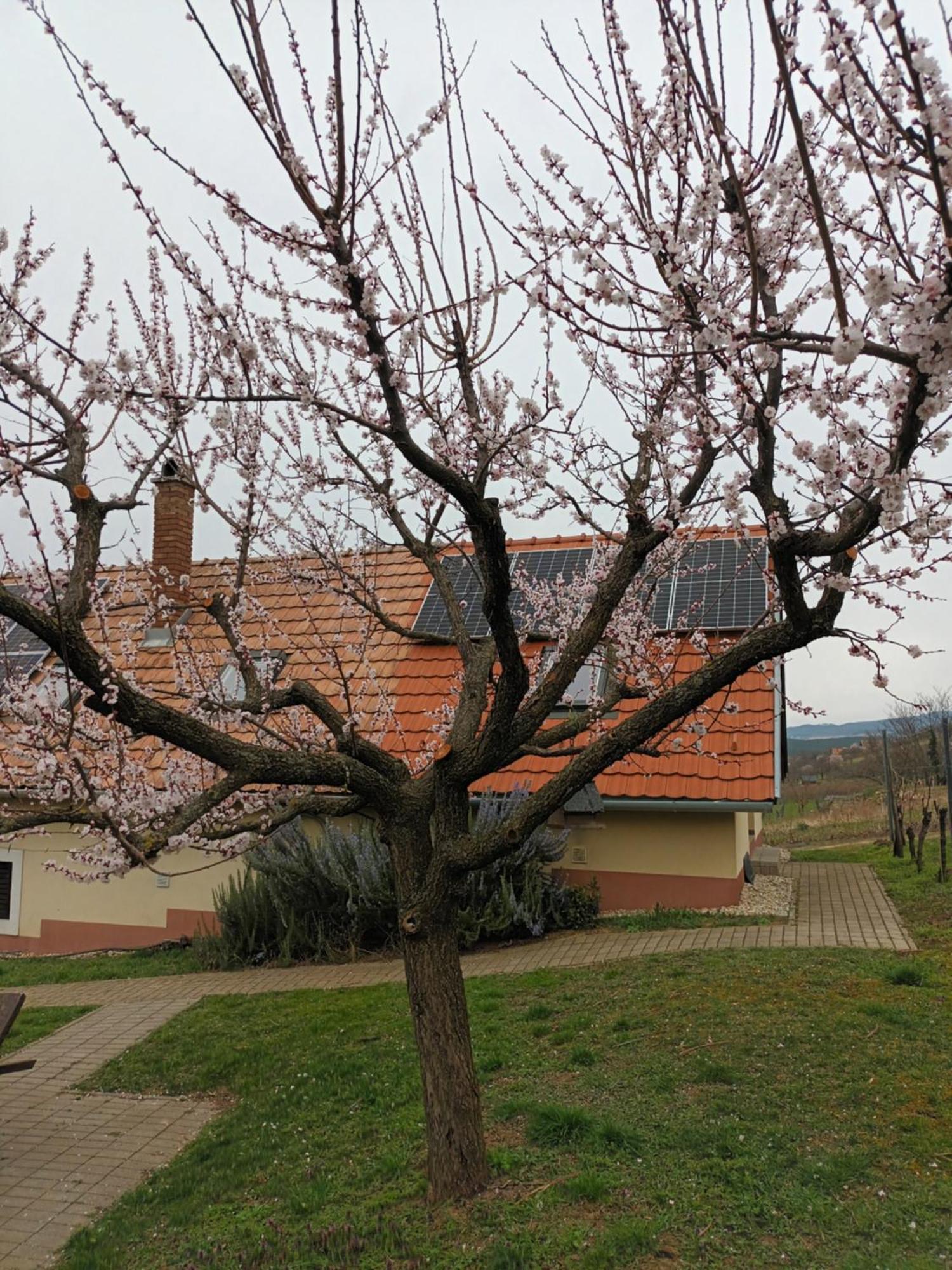 Keknefelejcs Vendeghaz Apartment Tapolca Bagian luar foto